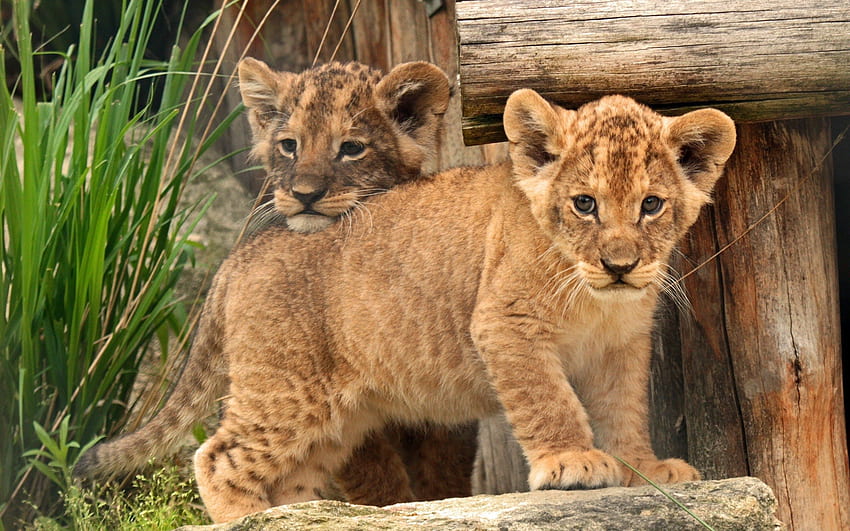 Tiere, Jung, Löwe, Joey, Kleinkinder, Kinder, Löwenjunges HD-Hintergrundbild