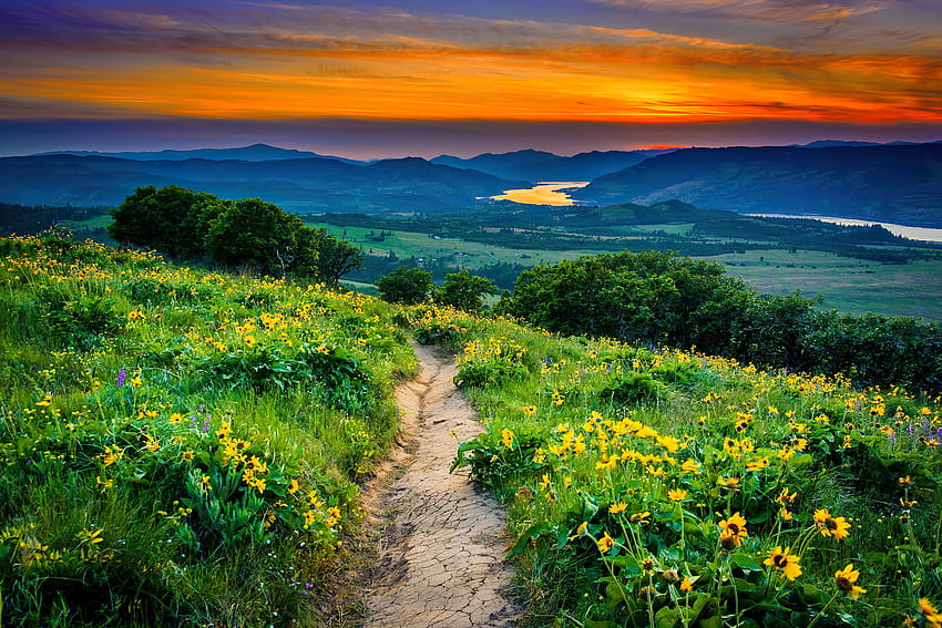 Oregon wildflowers, sky, flowers, grass, sunset, mountain, hiking, beautiful, wildflowers, trail, summer, view HD wallpaper