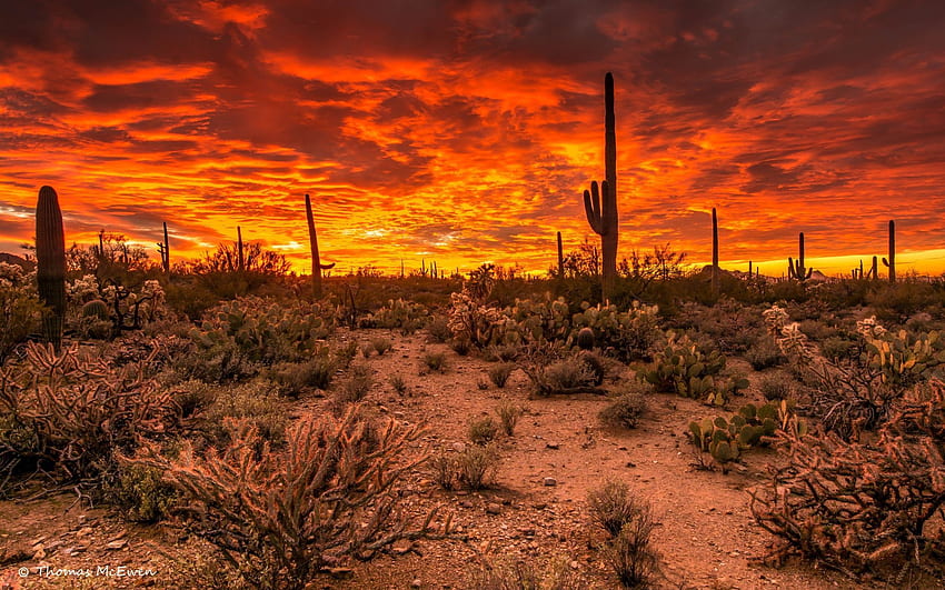 Tucson, Arizona - Grafik Westlicher Sonnenuntergang, Südwestwüste HD-Hintergrundbild