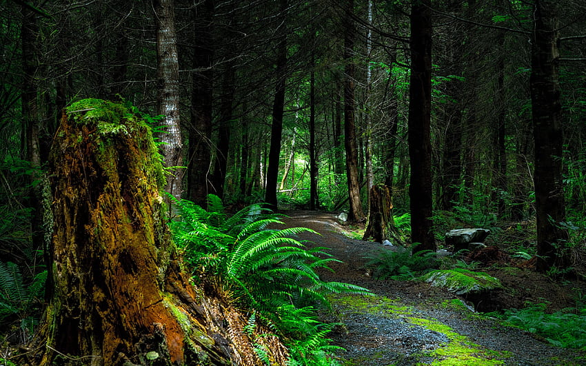 las, ścieżka, drzewa, wyspa Vancouver Tapeta HD