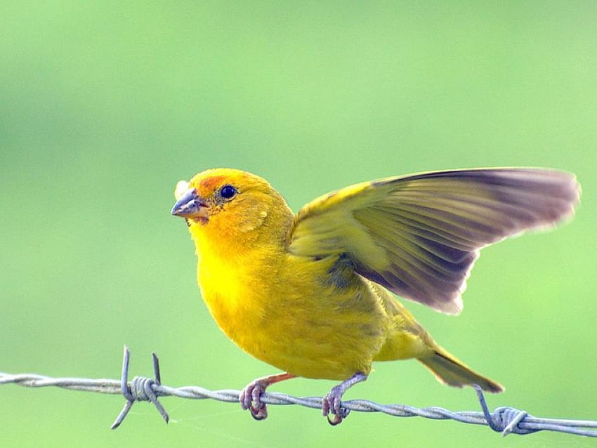 Burung Kuning, cantik, burung, , kuning Wallpaper HD