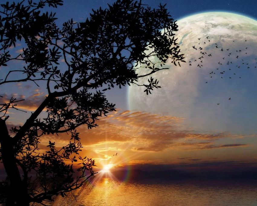 Księżycowe ptaki, ptaki, księżyc, chmury, lot, zachód słońca, drzewo Tapeta HD