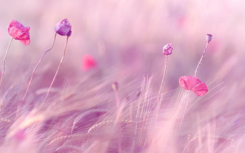 Hoa màu hồng tím là biểu tượng của sự tinh tế, sang trọng và nữ tính. Đừng bỏ lỡ cơ hội ngắm nhìn những bông hoa đầy sức hút này!