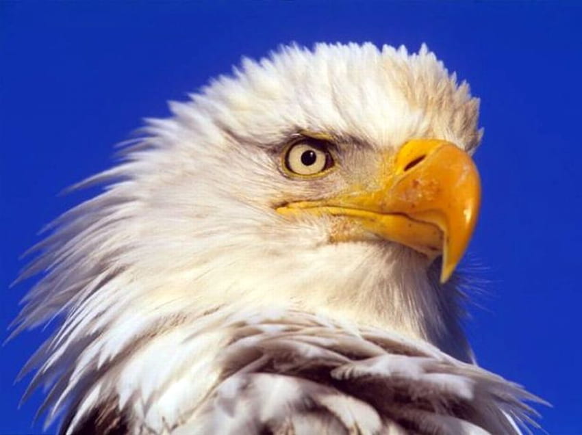 Eagle, head, beautiful HD wallpaper