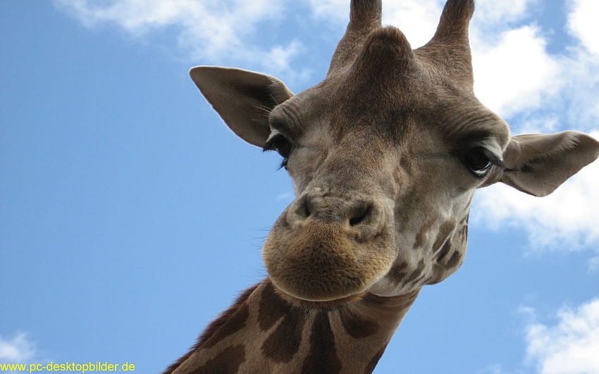 giraffes, steppe, beautiful eyes, animals, , long neck HD wallpaper