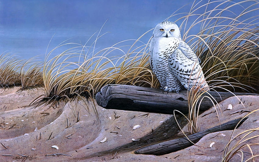 Birds, Art, Sand, Owl, Painting, Log, Dry Grass HD wallpaper
