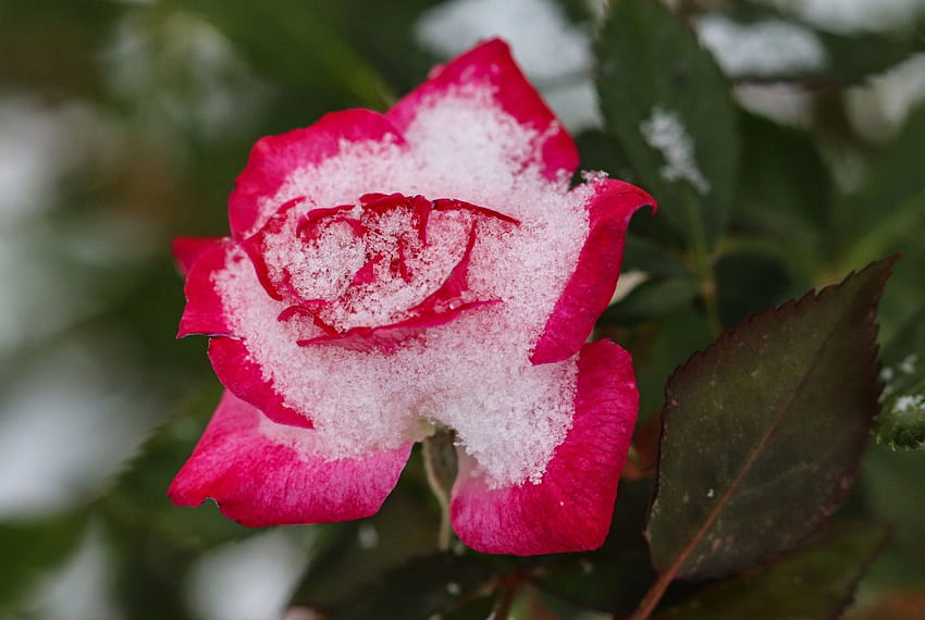 Snowy Rose – TJ Fox: Sharing the Experience HD wallpaper