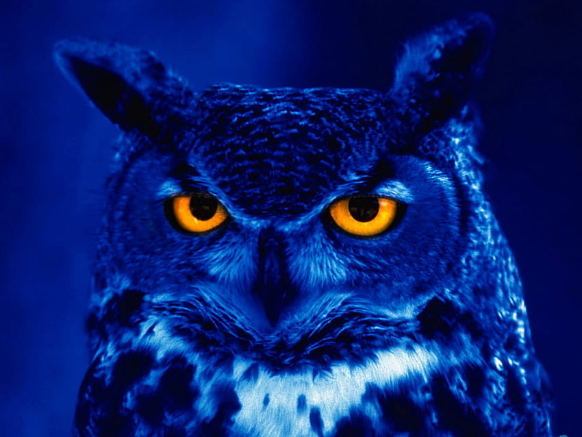 OWL [] for your , Mobile & Tablet. Explore Owl . Cute Owl , Snowy Owl , Owl, Burung Hantu HD wallpaper