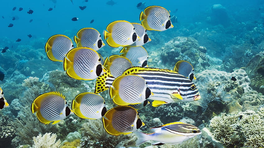 Zwierzęta, koral, ocean, podwodny świat, pływać, pływać, ryby Tapeta HD