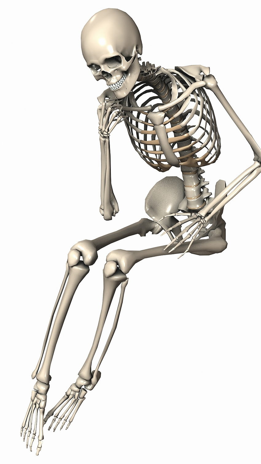 Scheletro, umano, scheletro umano Sfondo del telefono HD