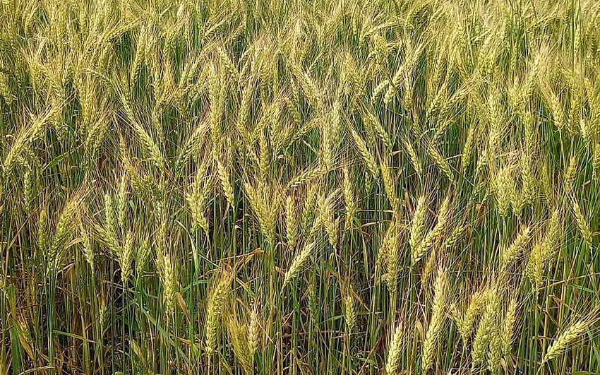 Cornfield, Latvia, cereals, grain ears HD wallpaper