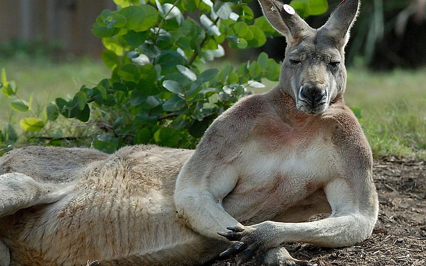 Kangaroos. Animal . Wild Animal. Facts. Videos. Animals . Animals, Funny ,  Kangaroo HD wallpaper | Pxfuel