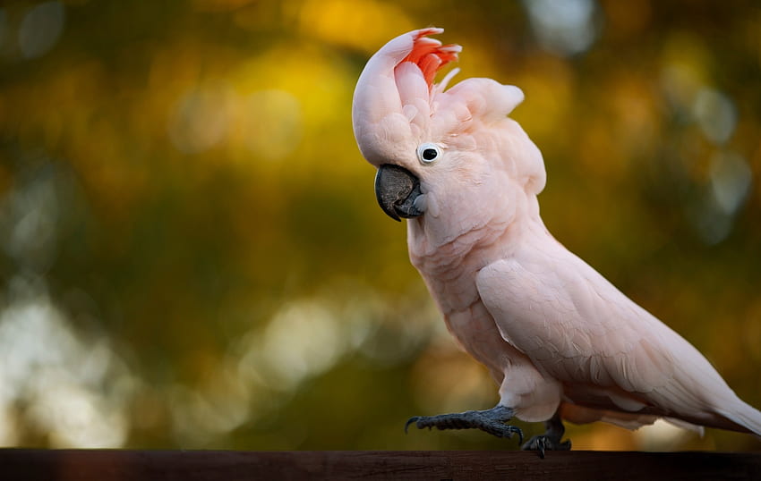 Cockatoo, bokeh, bird, pasare, pink, yellow, autumn, papagal, parrot HD wallpaper
