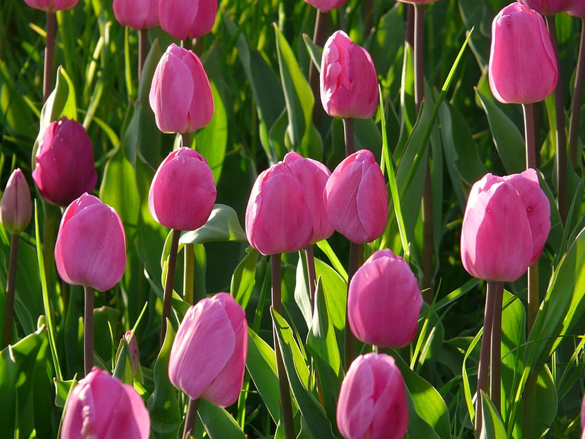 Bunga, Merah Muda, Tulip, Petak Bunga, Petak Bunga Wallpaper HD