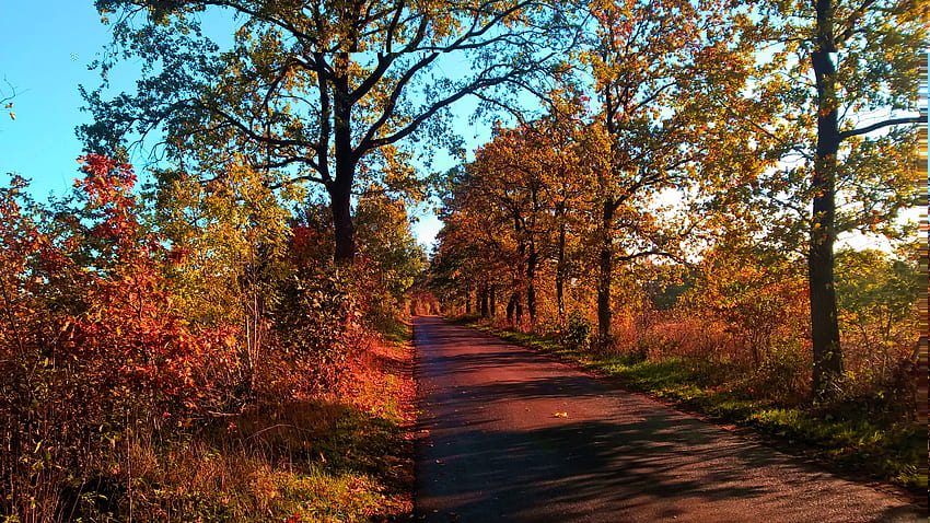 Country Road at Fall, árboles, colores, hojas, luz solar fondo de pantalla