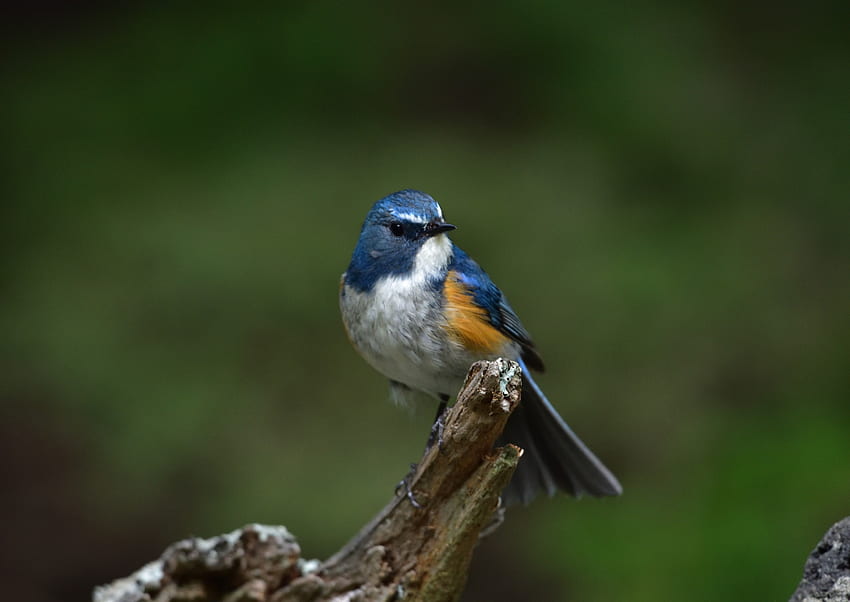 Chapim azul da Eurásia, pássaro, retrato papel de parede HD