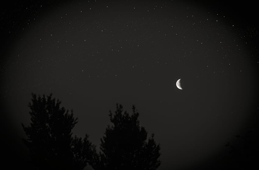Niebo, gwiazdy, noc, księżyc, ciemność, drewno, drzewo Tapeta HD