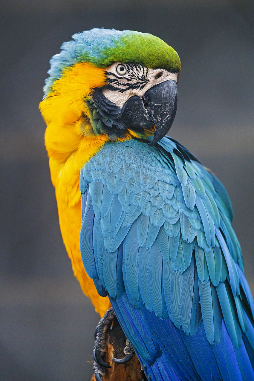 Animals, Parrots, Bird, Multicolored, Motley, Wild, Macaw HD phone wallpaper
