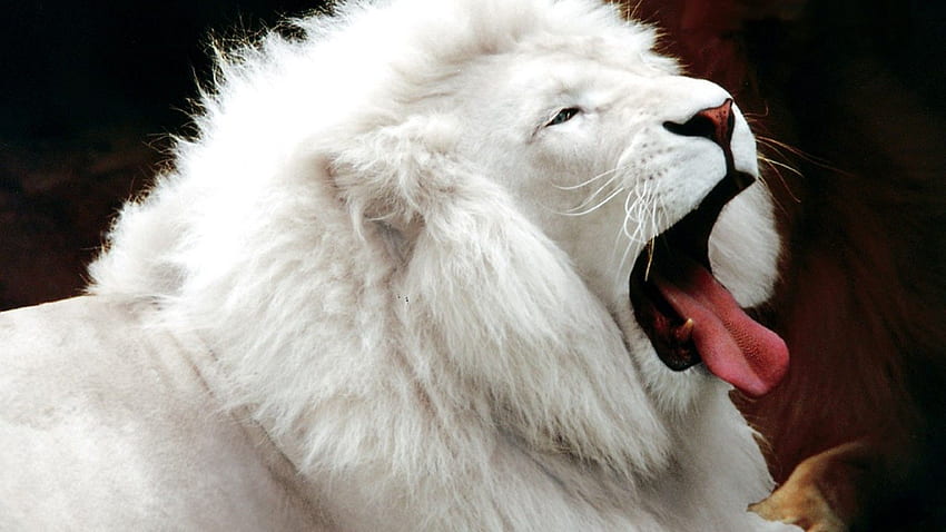 Animaux - Lion -, Animaux dangereux Fond d'écran HD