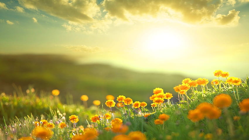 แสงแดดยามเช้าบนดอกไม้ พื้นหลัง อรุณสวัสดิ์ ซันไชน์ วอลล์เปเปอร์ HD