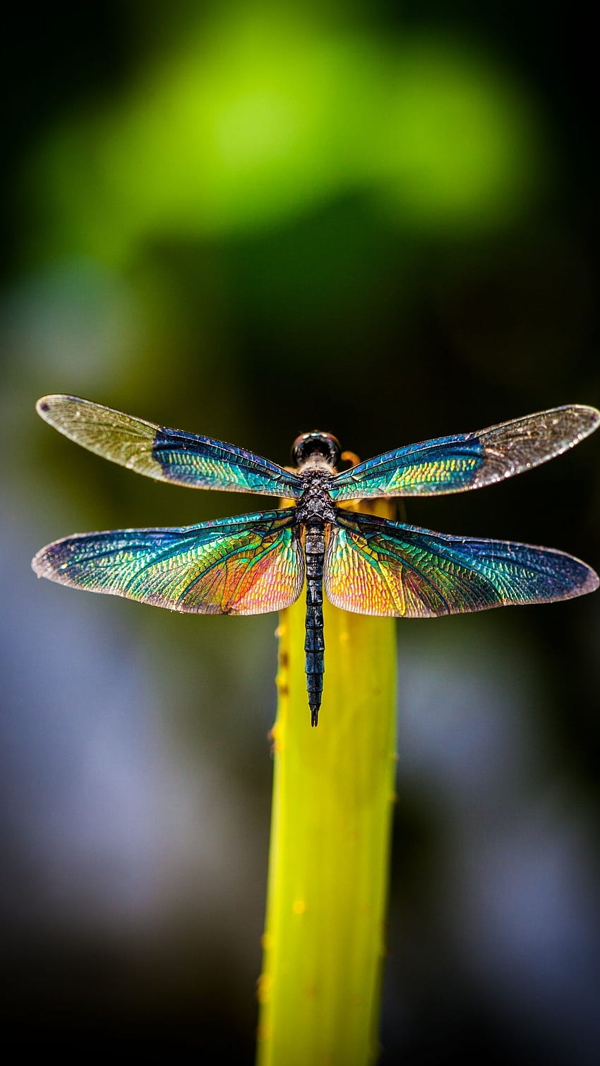 Dragonfly, Colorful HD phone wallpaper