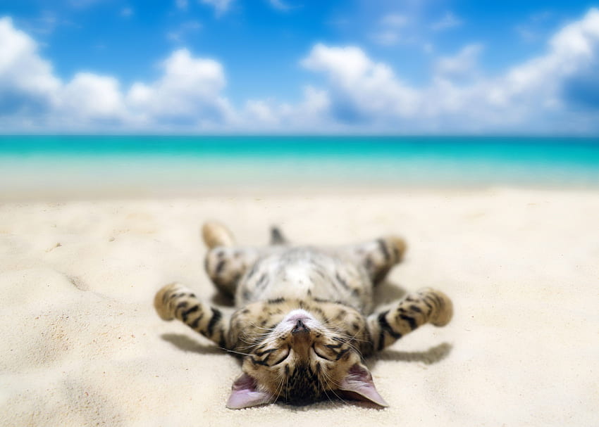 Cat Sunning Himself on the Beach Ultra, Funny Vacation HD wallpaper
