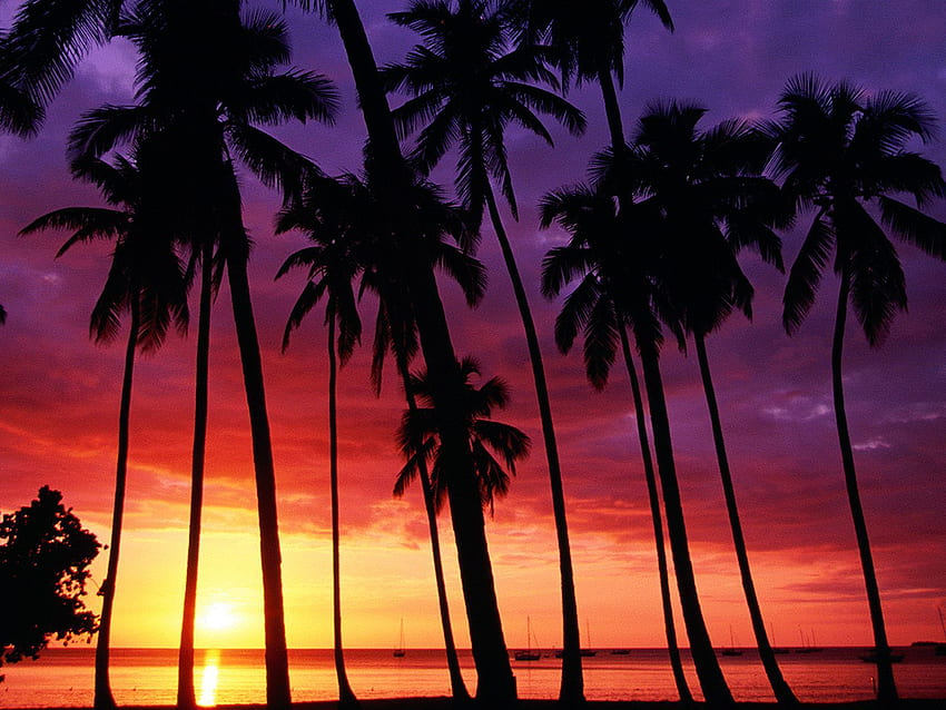 Pink Beach Sunset, Jamaica Sunset HD wallpaper