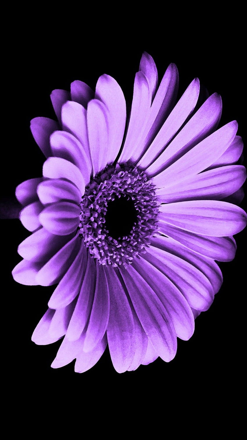 Violet Daisy Flower iPhone . 2020 3D iPhone, Purple Floral HD phone wallpaper