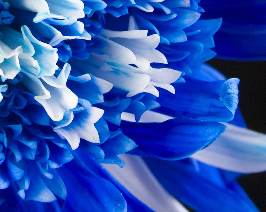 White Blue Flowers, Royal Blue and White HD wallpaper