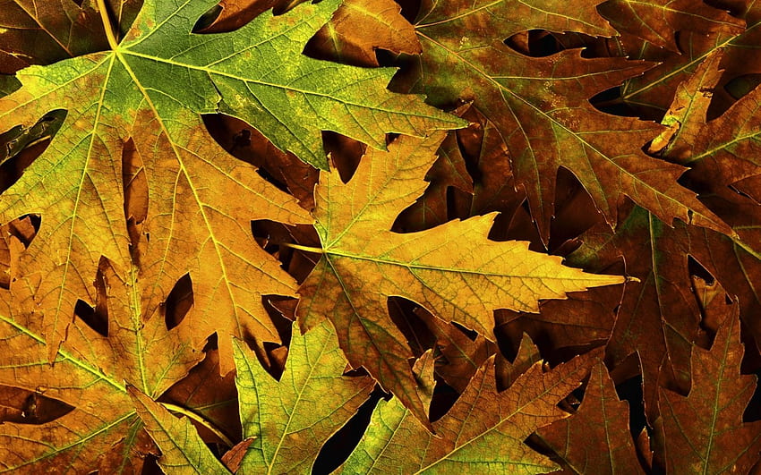 Fallen Autumn Leaves Background [] untuk , Ponsel & Tablet Anda. Jelajahi Daun Musim Gugur untuk Komputer. Musim Gugur yang Indah, Untuk Komputer, Musim Gugur Hijau Wallpaper HD