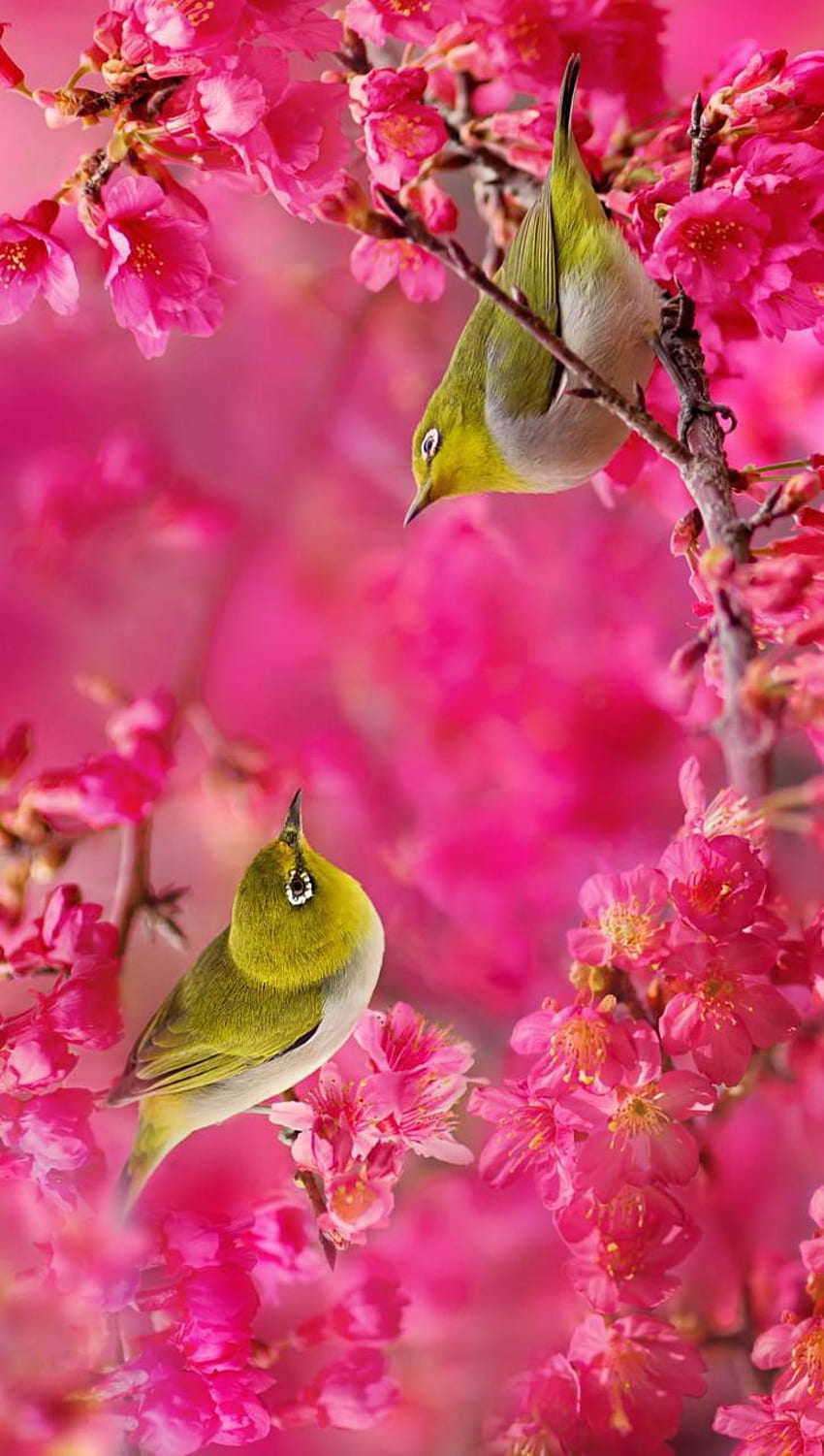 love birds, Pink Love Birds HD phone wallpaper