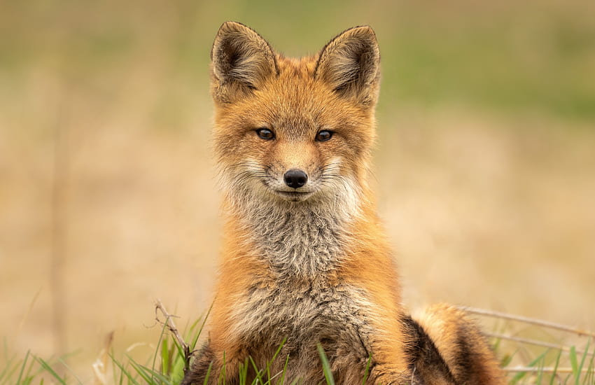 Сладък, червена лисица, хищник HD тапет