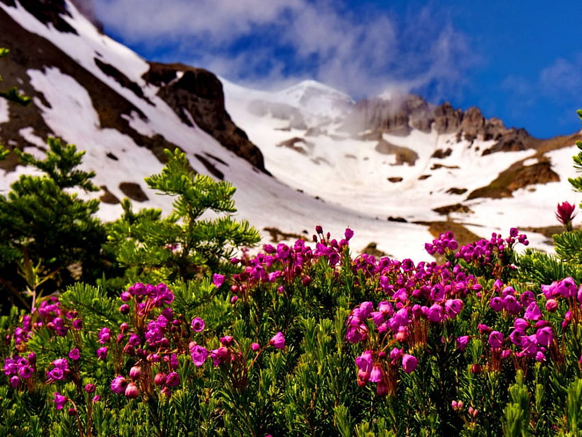 Świeże kwiaty w pobliżu ośnieżonej góry, śnieżne, kwiaty, łąka, piękne, świeże, ładne, górskie, różowe, ładne, zielone, chmury, zieleń, natura, niebo, pejzaż górski, śliczny Tapeta HD