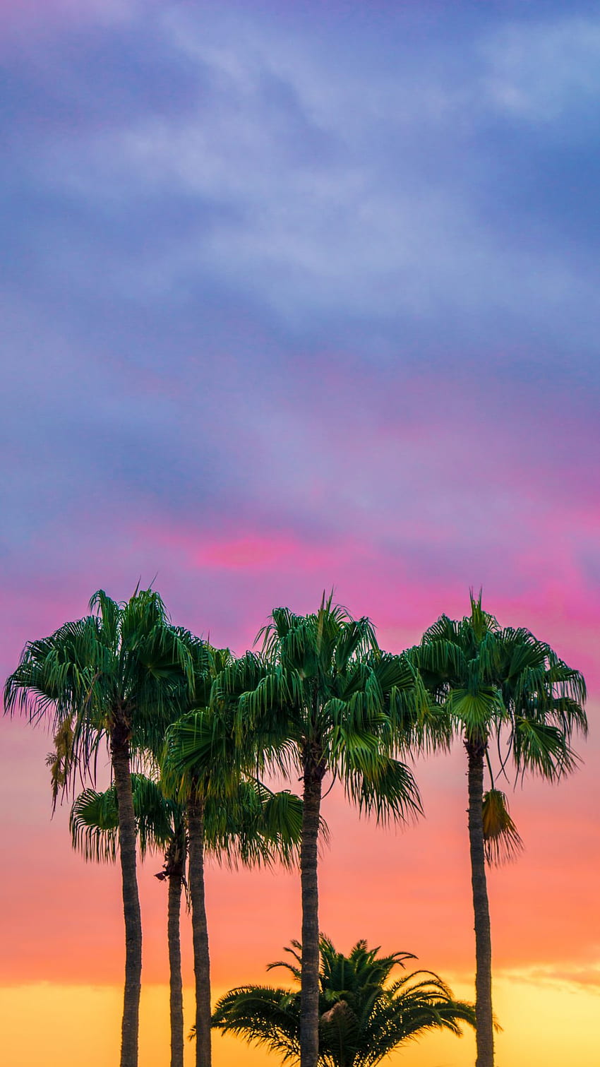 Colorful, Palm Trees iPhone .teahub.io, Purple Palm Tree HD phone wallpaper