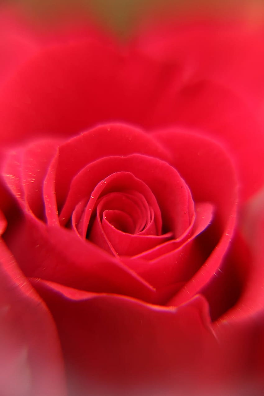 rot, rose, blume, blütenblätter, nahaufnahme, mitte, blüte, telefon, blühende pflanze, schönheit in der natur HD-Handy-Hintergrundbild
