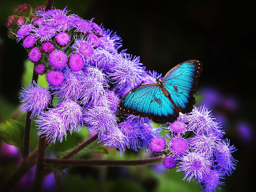紫の花に青い蝶 ウルトラ ノートパソコン タブレット 携帯電話用 高画質の壁紙