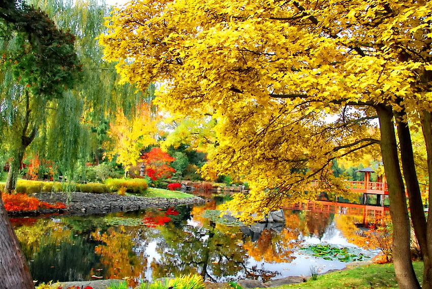 秋の池、静けさ、黄金、カラフル、秋、草、静けさ、湖、落下、反射、黄、自然、柳、水、落ち着き、池、葉 高画質の壁紙