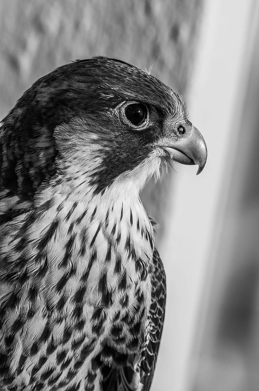 Peregrine Falcon , , , . Suar, Elang wallpaper ponsel HD