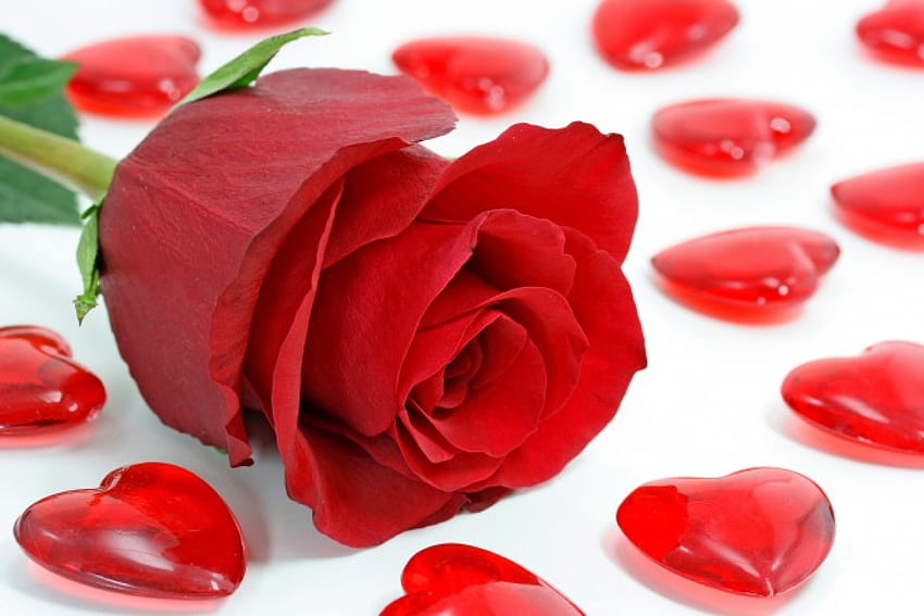 Z miłością, romans, specjalny, walentynki, róża, dzień, miłość, czerwony, serca, romantyczny Tapeta HD
