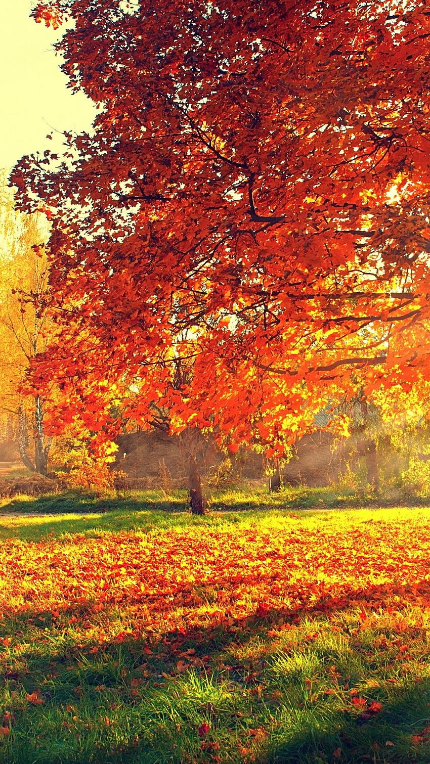 Autumn Sunshine Ultra . Studio 10, Autumn's Orange 5 HD phone wallpaper ...