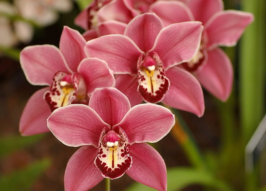 Cymbidium Pink – Chloris Flora India, Orchid Nature HD wallpaper