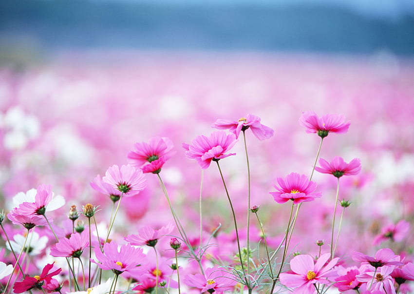 Hãy khám phá vẻ đẹp tinh khôi và dịu dàng của hoa cúc trong hình ảnh đầy màu sắc và sự tươi trẻ. 