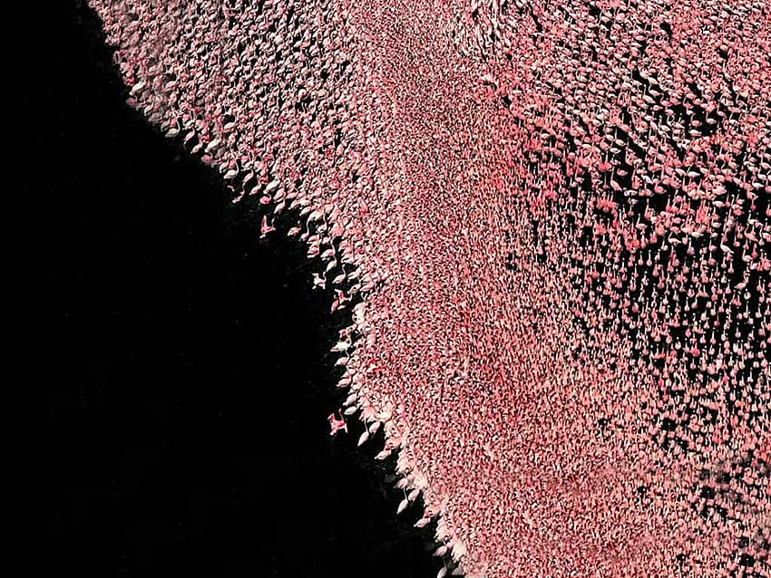 Uciekają flamingi, stado, tysiące, woda, flamingi Tapeta HD