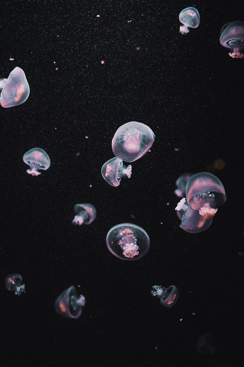 Jellyfish, Dark, Underwater World, Aesthetics HD phone wallpaper