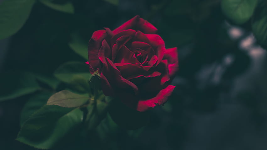 Deep Red Rose Ultra . Background . HD wallpaper