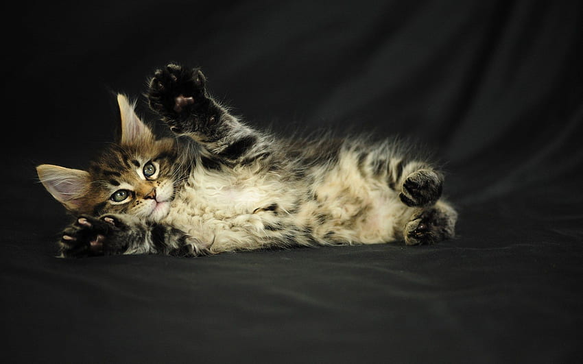 playful Maine coon cat on a black background and [] for your , Mobile & Tablet. Explore Maine Background . Maine Coon , Maine, Orange Maine Coon HD wallpaper