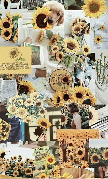 HD sunflower aesthetic wallpapers  Peakpx