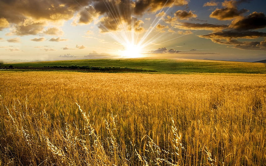 Ladang gandum di bawah matahari musim panas Wallpaper HD