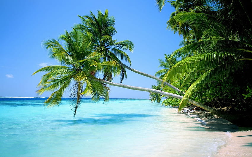 Strände Inseln Natur Ozean Palmen Hintergrund HD-Hintergrundbild