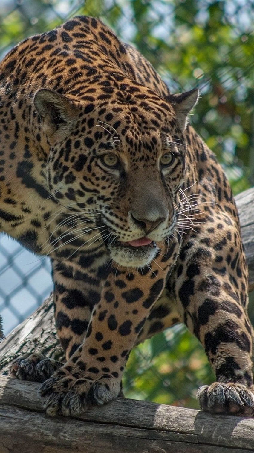Predator, Jaguar, Face, Zoo IPhone 8 7 6 6S HD phone wallpaper | Pxfuel